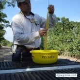 Hombres solteros en Maravilla Tenejapa